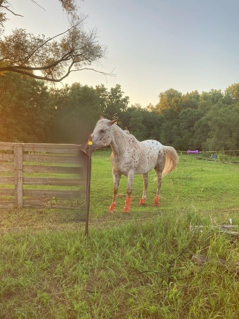 Tiny photo for 21882 410 East Street, Sheffield, IL 61361 (MLS # 12515383)