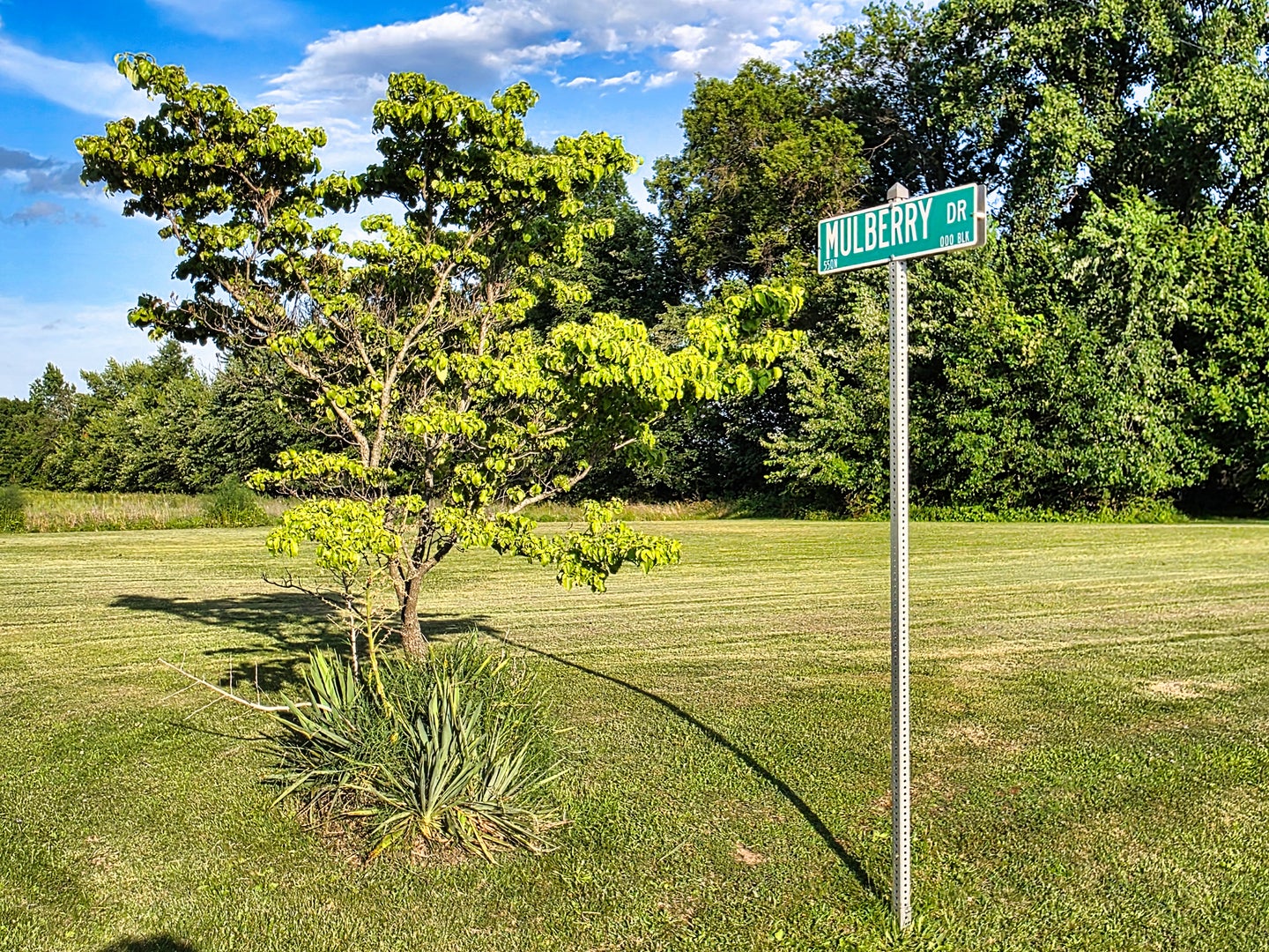 00 Mulberry Drive