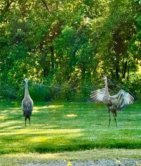 Tiny photo for 635 Signal Hill Road, North Barrington, IL 60010 (MLS # 12593670)