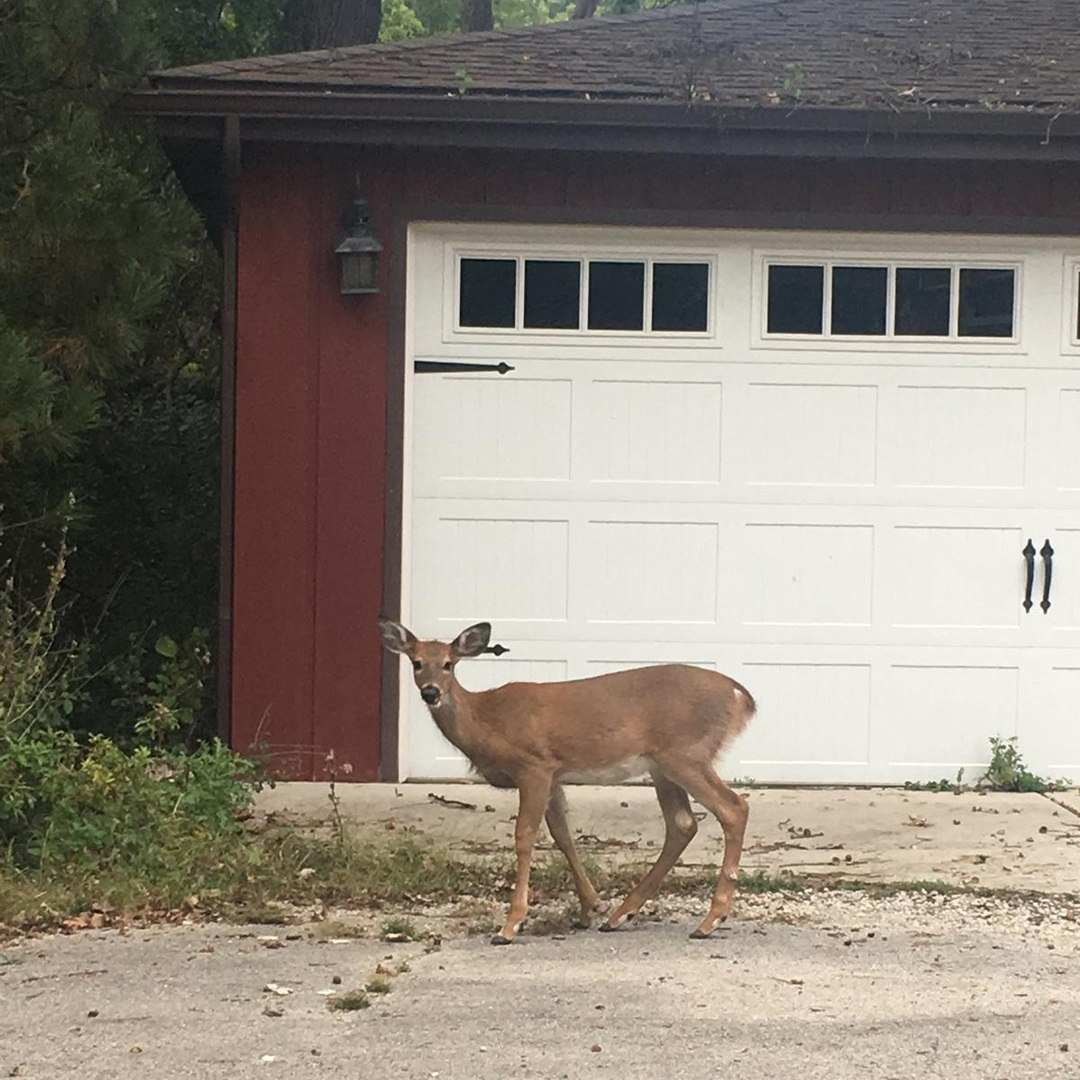 5787 N Clifford Avenue