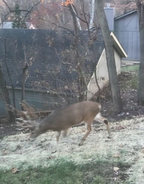 Tiny photo for 2019 11TH Street Place, East Moline, IL 61244 (MLS # QC4269440)