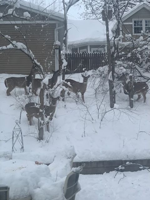 Tiny photo for 2019 11TH Street Place, East Moline, IL 61244 (MLS # QC4269440)