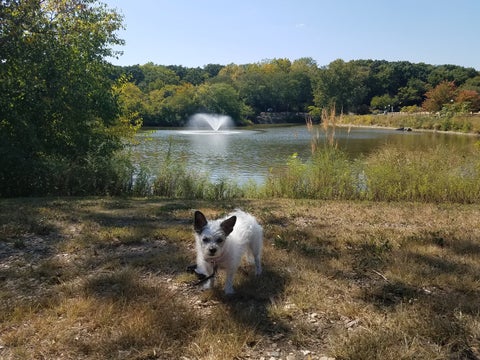 Tiny photo for 5544 E Lake Drive #76-D, Lisle, IL 60532 (MLS # 12714634)