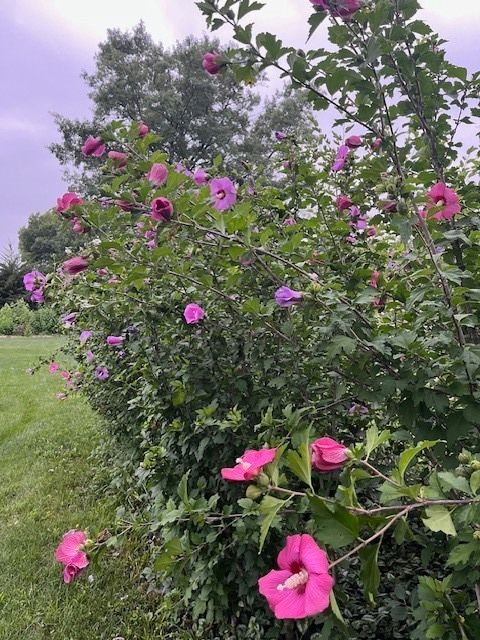 Tiny photo for 13210 S 85th Avenue, Palos Park, IL 60464 (MLS # 12573974)