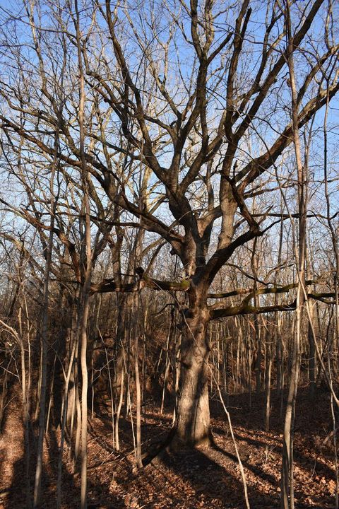 Tiny photo for 17539 E 2600 North Road, Lexington, IL 61753 (MLS # 12585690)