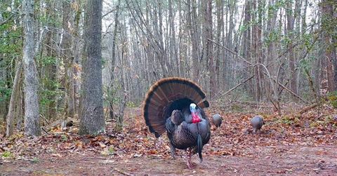 Tiny photo for 17539 E 2600 North Road, Lexington, IL 61753 (MLS # 12585690)