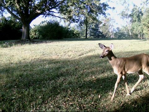 Tiny photo for 11116 Seeman Road, Huntley, IL 60142 (MLS # 12530620)