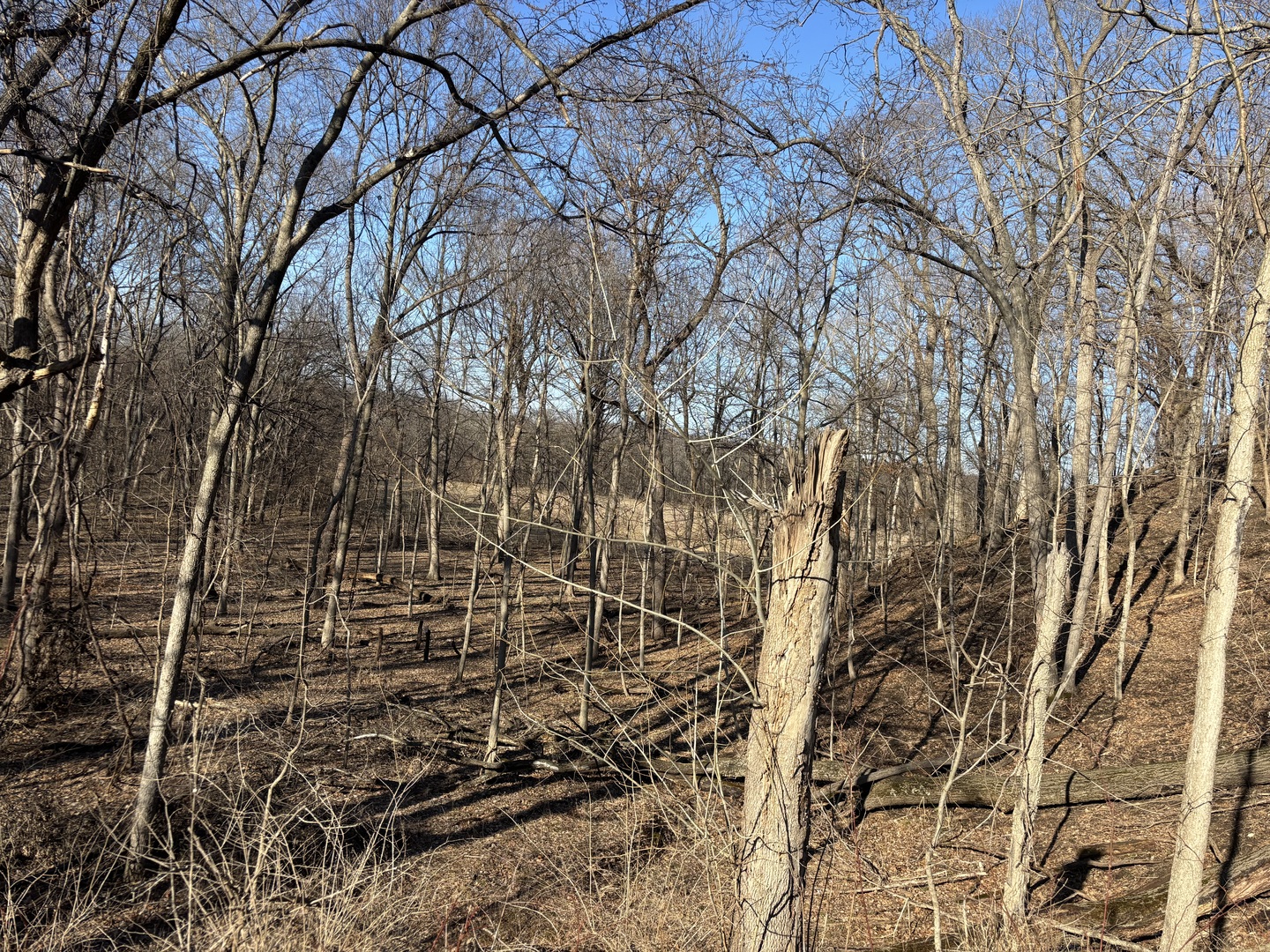 1784 Tanglewood Drive