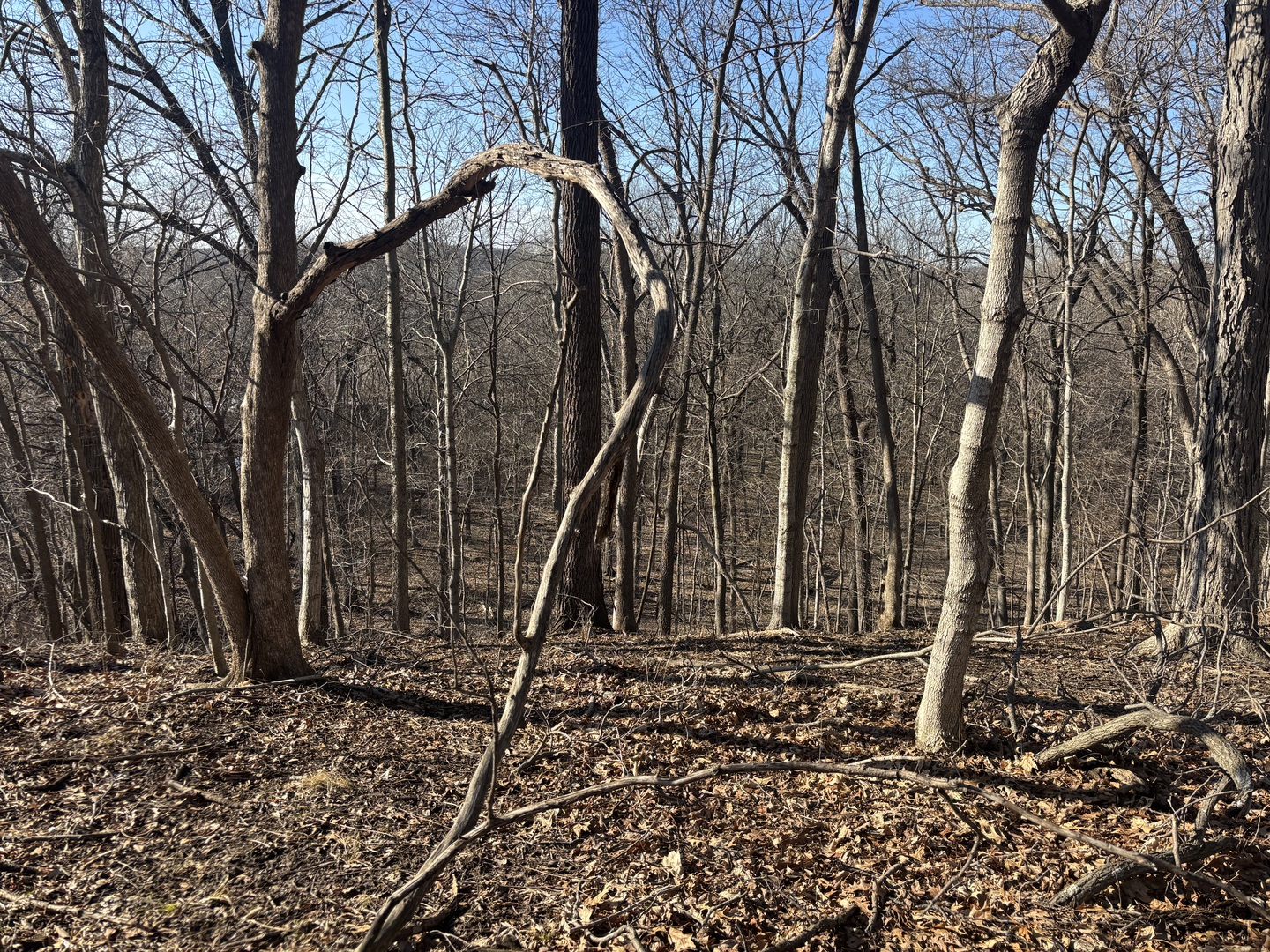 1784 Tanglewood Drive