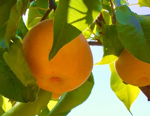 Tiny photo for 5170 Scott Circle, Lisle, IL 60532 (MLS # 12591591)