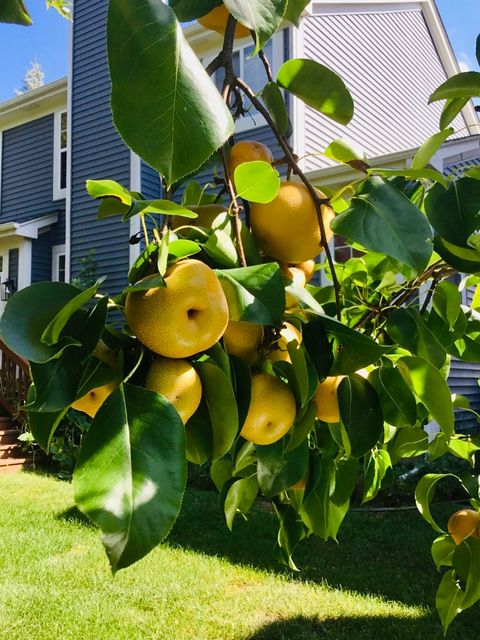 Tiny photo for 5170 Scott Circle, Lisle, IL 60532 (MLS # 12591591)