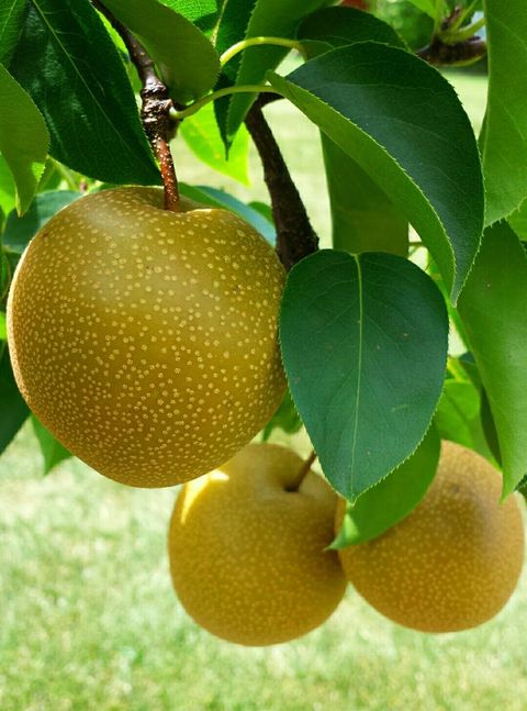 Tiny photo for 5170 Scott Circle, Lisle, IL 60532 (MLS # 12591591)