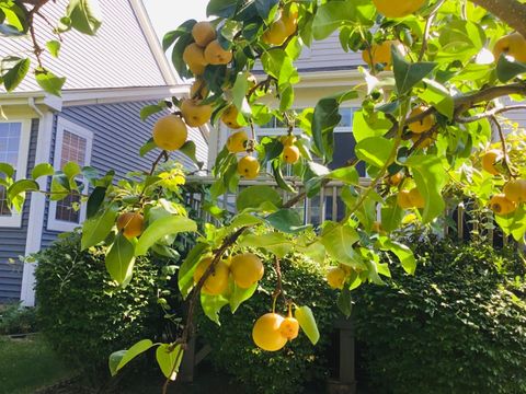 Tiny photo for 5170 Scott Circle, Lisle, IL 60532 (MLS # 12591591)