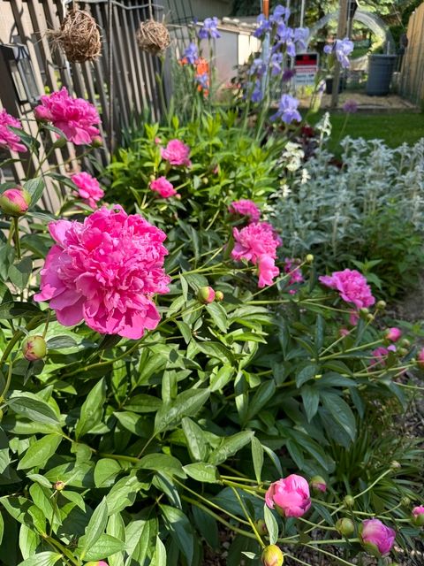 Tiny photo for 17W435 Concord Place, Darien, IL 60561 (MLS # 12565371)