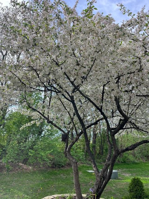 Tiny photo for 192 Brompton Lane #B, Sugar Grove, IL 60554 (MLS # 12549831)