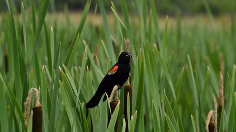 Tiny photo for 261 Red Oak Circle #1502, Volo, IL 60020 (MLS # 12322661)