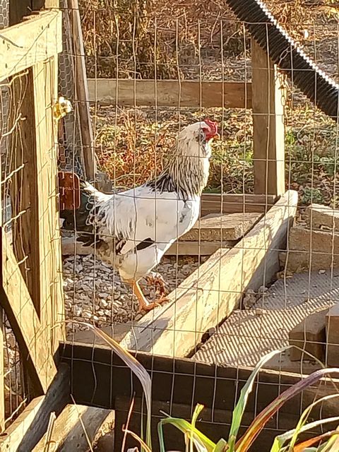 Tiny photo for 1258 E 2900 North Road, Clifton, IL 60927 (MLS # 12467759)