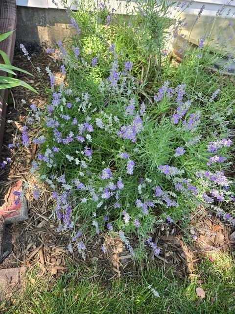 Tiny photo for 1259 Natchez Trace Circle, Naperville, IL 60540 (MLS # 12507072)