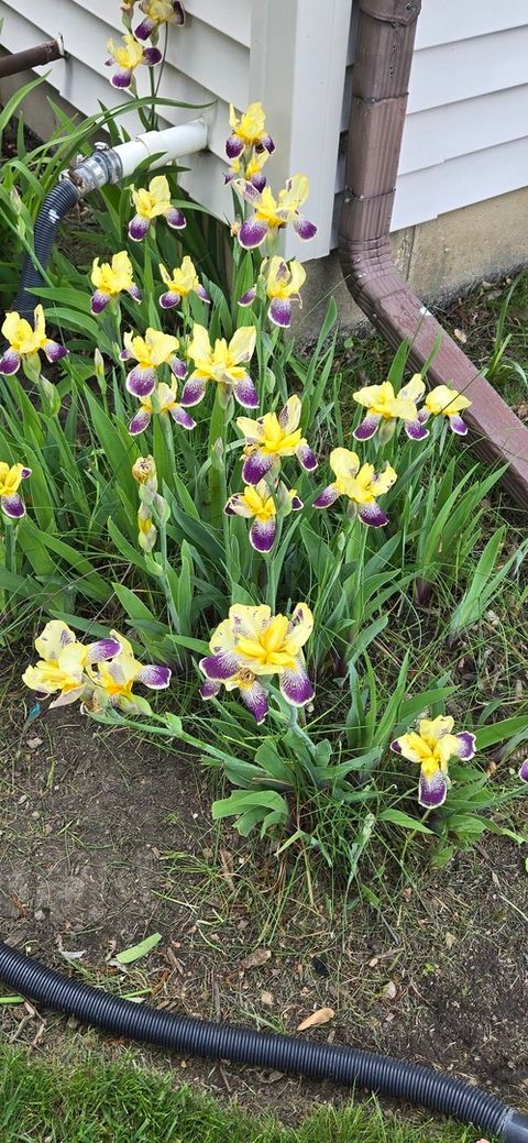 Tiny photo for 1259 Natchez Trace Circle, Naperville, IL 60540 (MLS # 12507072)