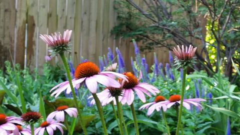 Tiny photo for 707 W Main Street, Urbana, IL 61801 (MLS # 12529872)