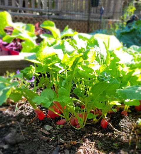 Tiny photo for 707 W Main Street, Urbana, IL 61801 (MLS # 12529872)