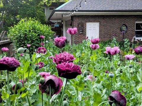 Tiny photo for 707 W Main Street, Urbana, IL 61801 (MLS # 12529872)