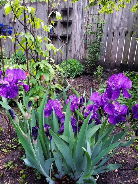 Tiny photo for 707 W Main Street, Urbana, IL 61801 (MLS # 12529872)