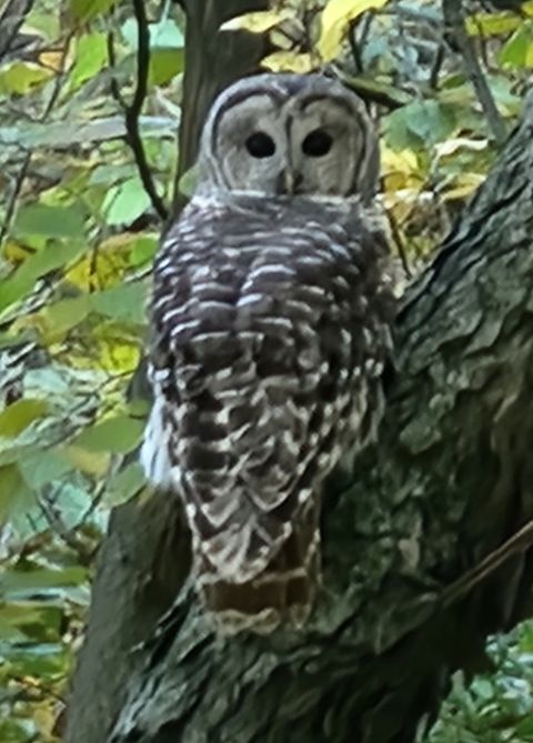 Tiny photo for 2651 N 45th. Road, Sandwich, IL 60548 (MLS # 12596285)