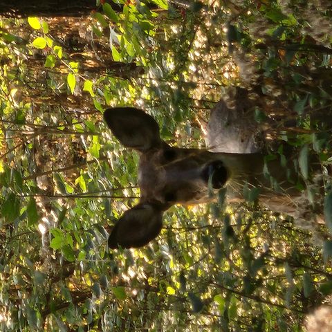 Tiny photo for 2651 N 45th. Road, Sandwich, IL 60548 (MLS # 12596285)