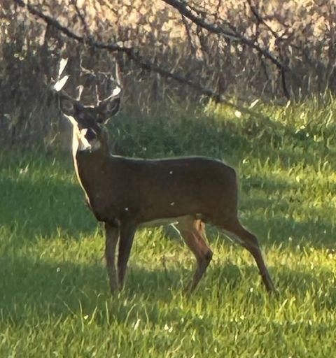 Tiny photo for 2651 N 45th. Road, Sandwich, IL 60548 (MLS # 12596285)