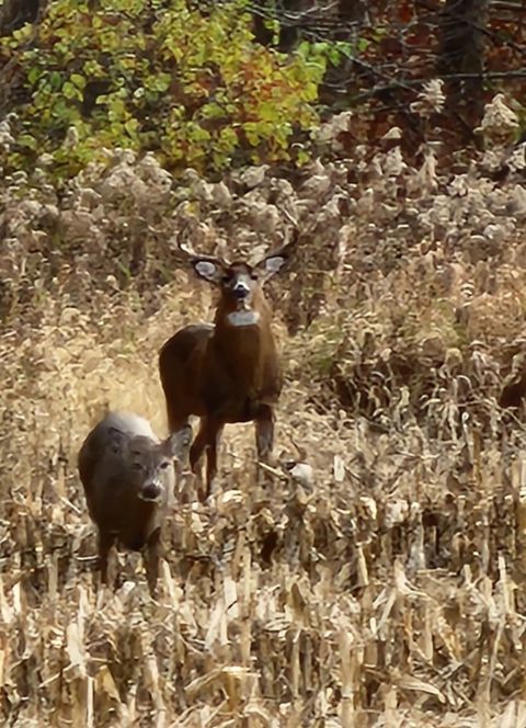 Tiny photo for 2651 N 45th. Road, Sandwich, IL 60548 (MLS # 12596285)