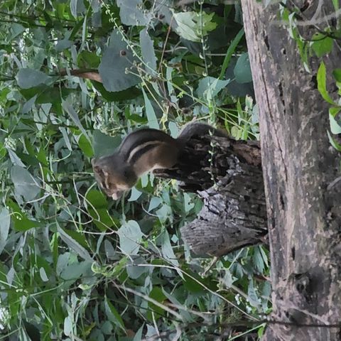 Tiny photo for 2651 N 45th. Road, Sandwich, IL 60548 (MLS # 12596285)