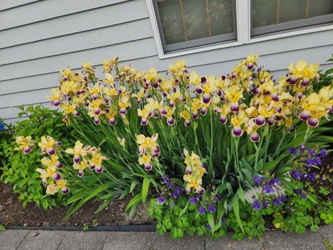 Tiny photo for 395 Blue Ash Drive, Buffalo Grove, IL 60089 (MLS # 12539149)