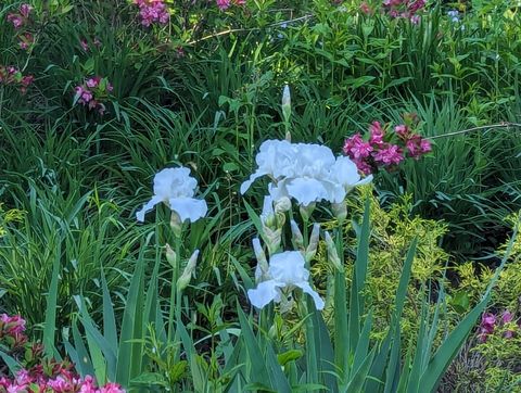 Tiny photo for 915 Willow Lane, Sleepy Hollow, IL 60118 (MLS # 12587564)