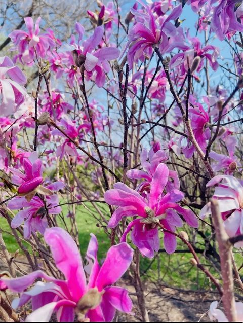 Tiny photo for 635 Signal Hill Road, North Barrington, IL 60010 (MLS # 12616220)