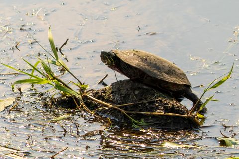 Tiny photo for 5814 Il Route 173, Richmond, IL 60071 (MLS # 12325532)