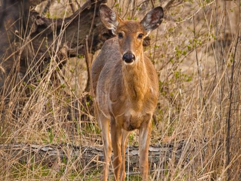 Tiny photo for 374 White Oak Lane #1190, Lake Barrington, IL 60010 (MLS # 12572379)