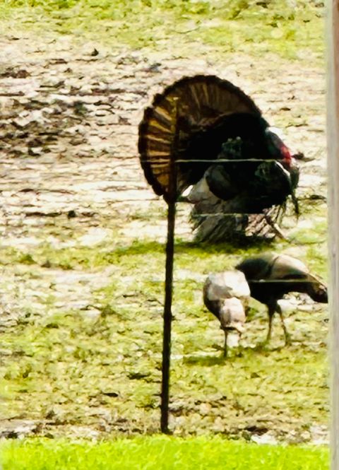 Tiny photo for 4996 Andrew Road, Marion, IL 62959 (MLS # 12556077)