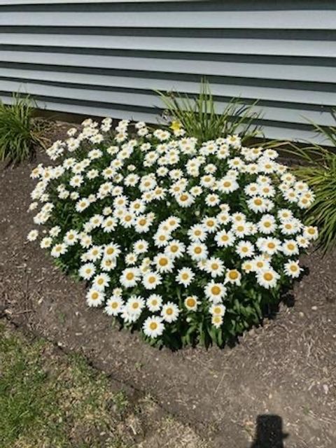 Tiny photo for 21249 LILY LAKE Lane, Crest Hill, IL 60403 (MLS # 12583092)