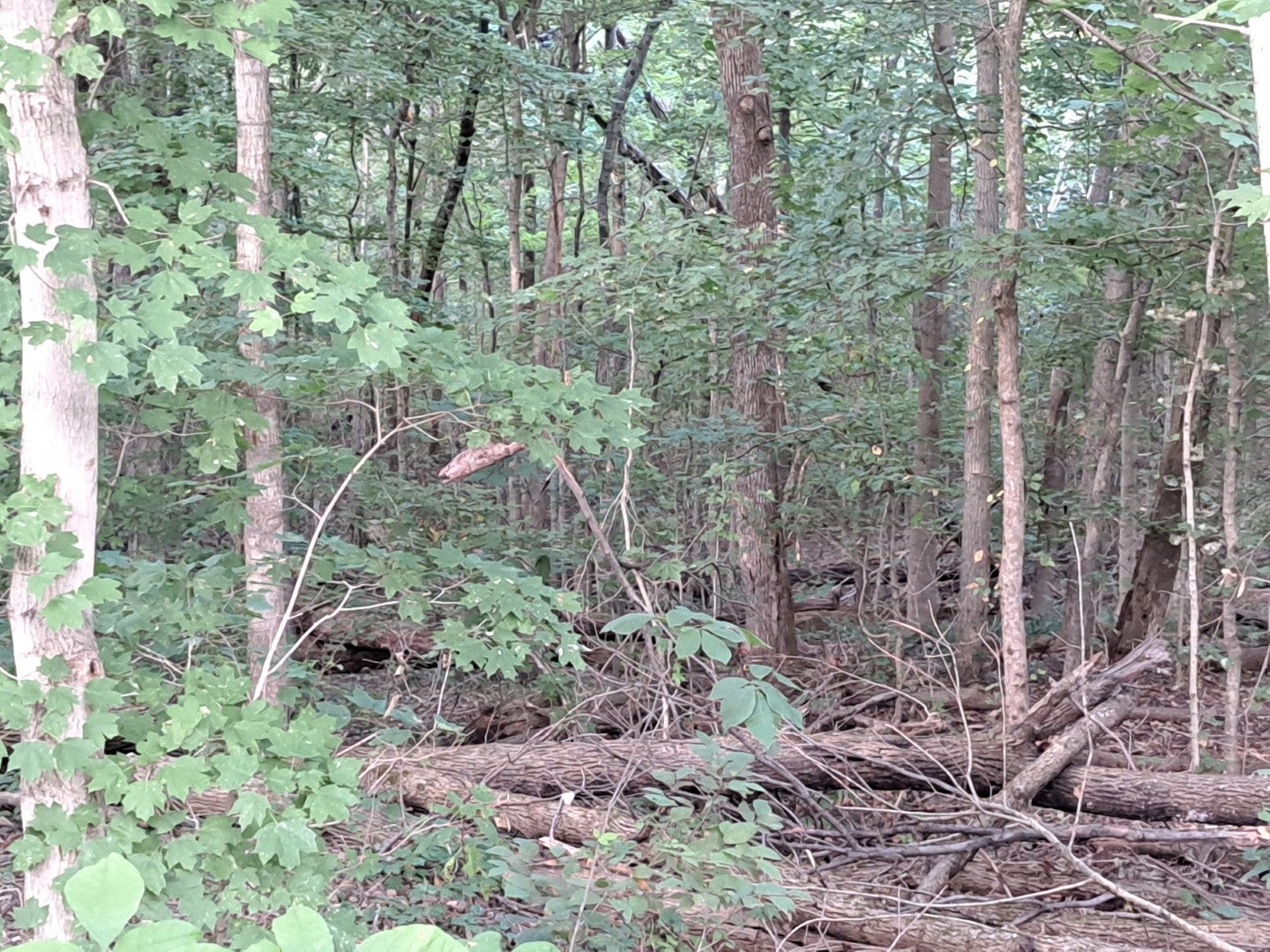 3952 & 4013 DEVILS FORK Road