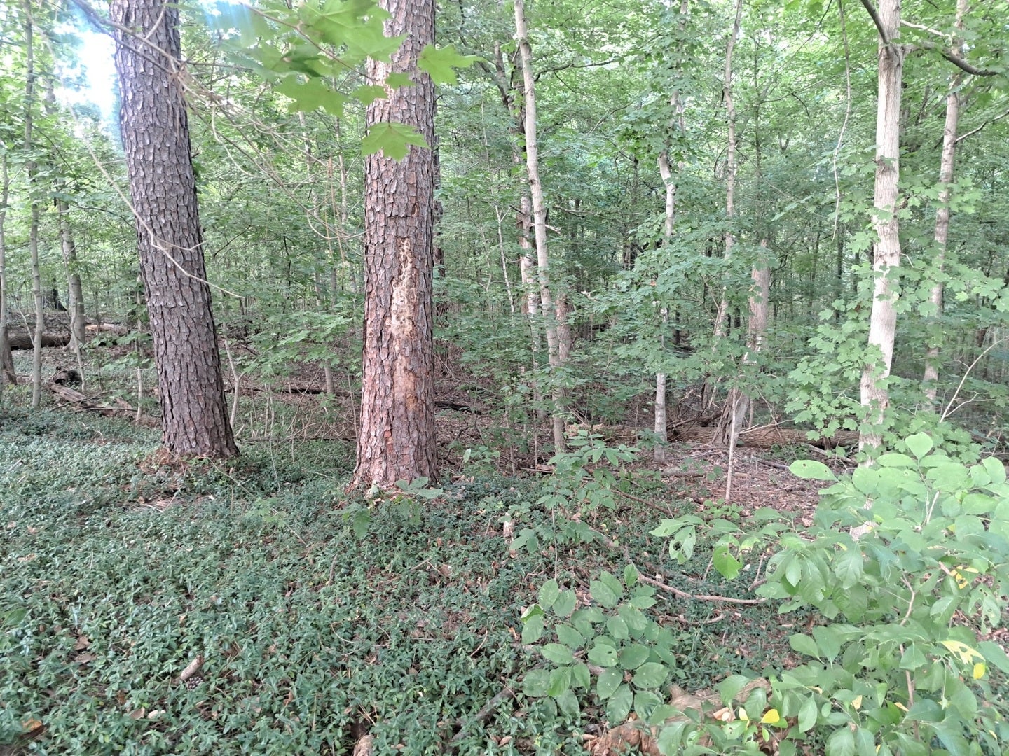 3952 & 4013 DEVILS FORK Road