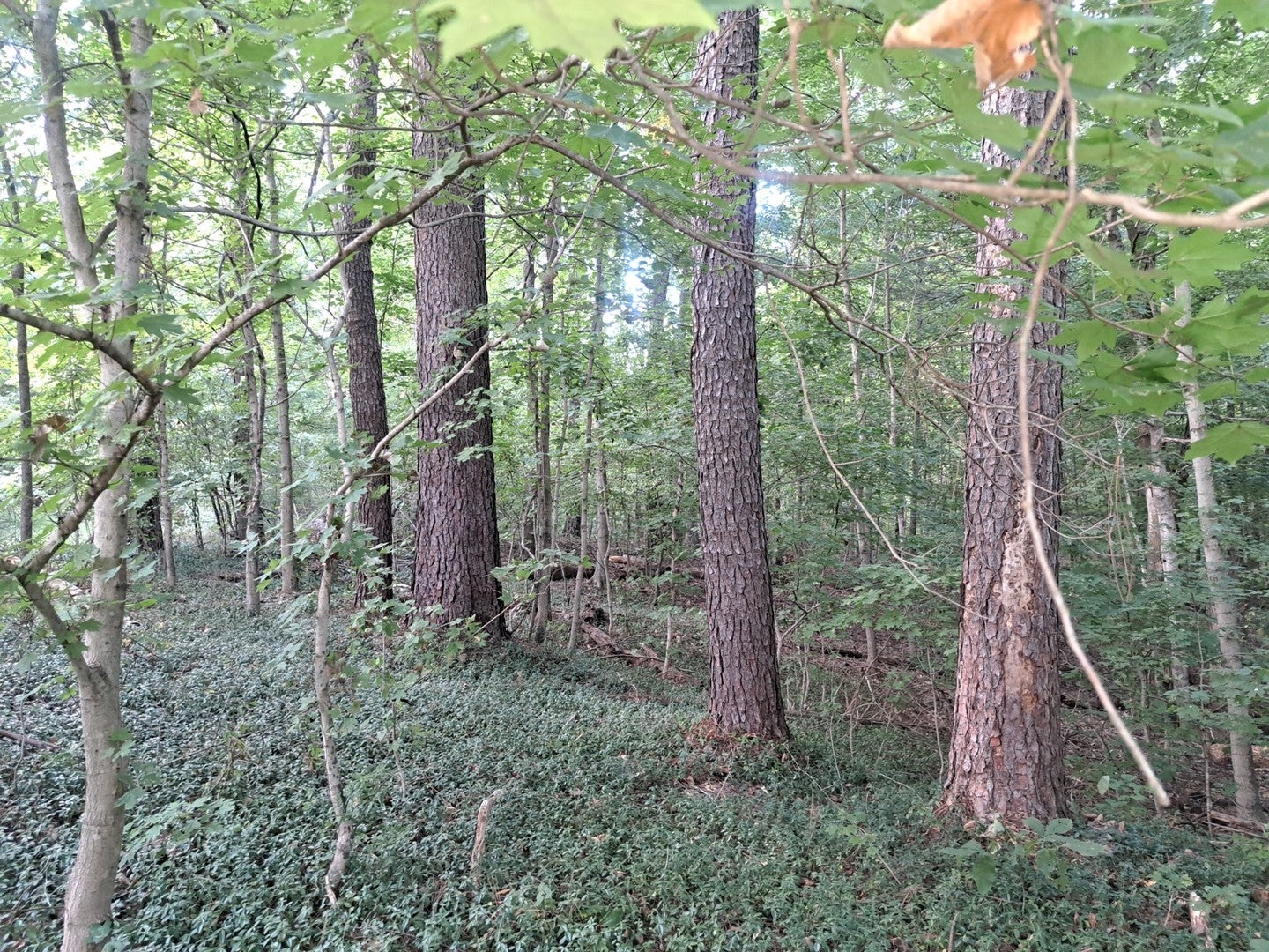 3952 & 4013 DEVILS FORK Road