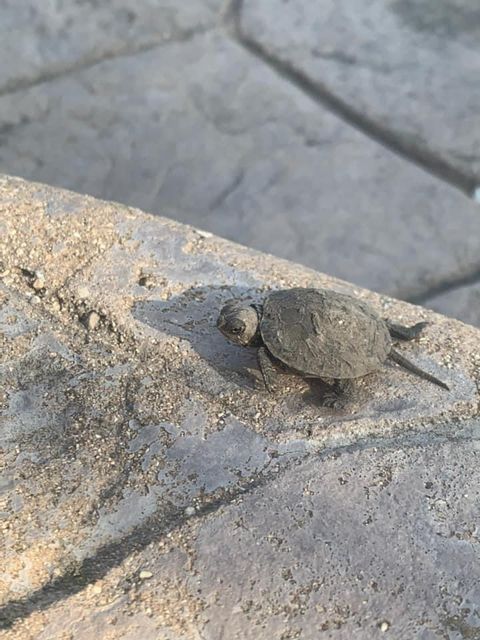 Tiny photo for 822 Waters Edge Drive, South Elgin, IL 60177 (MLS # 12619584)