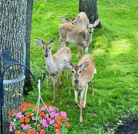 Tiny photo for 13 Birch Drive, Putnam, IL 61560 (MLS # 12496916)