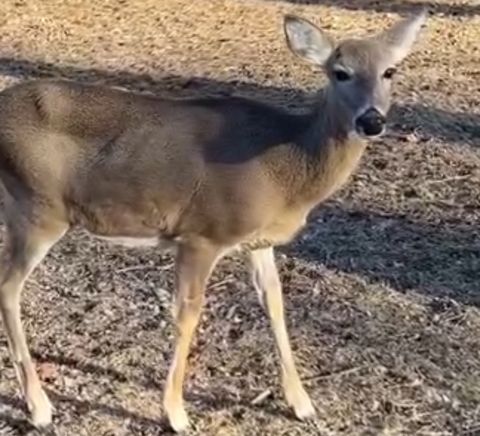 Tiny photo for 13 Birch Drive, Putnam, IL 61560 (MLS # 12496916)