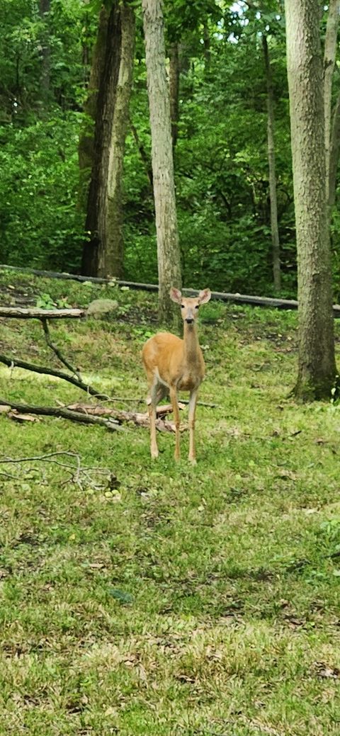 Tiny photo for 3085 W Southmor Road, Morris, IL 60450 (MLS # 12378544)