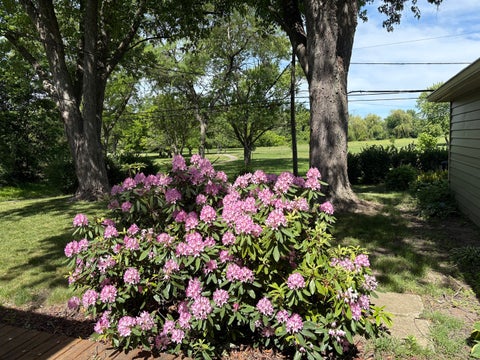 Tiny photo for 118 Willow Street, Park Forest, IL 60466 (MLS # 12690018)