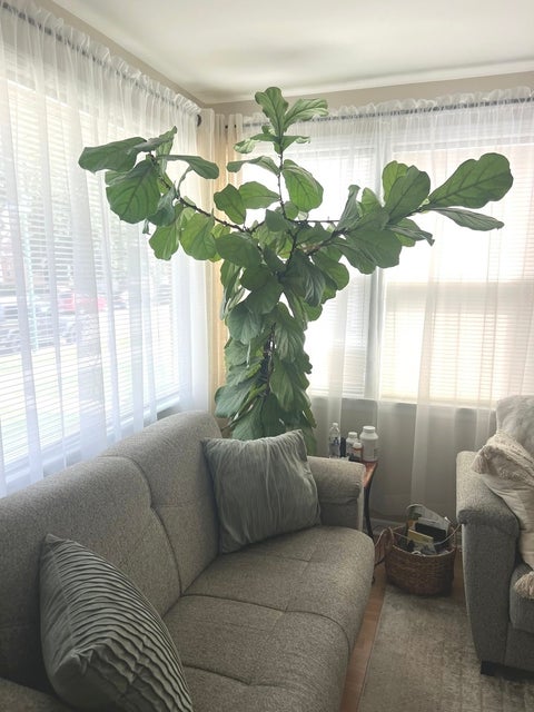Tiny photo for 3438 N ORIOLE Avenue, Chicago, IL 60634 (MLS # 12758278)