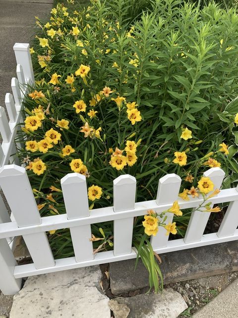 Tiny photo for 7934 Lotus Avenue, Morton Grove, IL 60053 (MLS # 12591434)