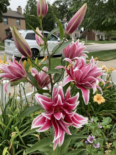 Tiny photo for 7934 Lotus Avenue, Morton Grove, IL 60053 (MLS # 12591434)